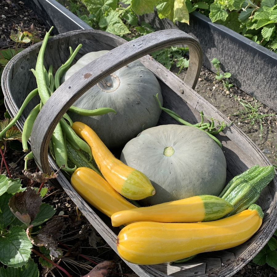 Trug full of veg